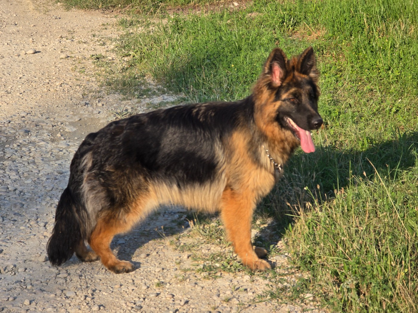 Vénus Des Bergers Des Balmes