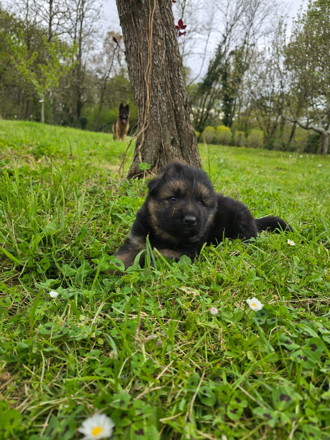 Les 3 chiots ont 4 semaines