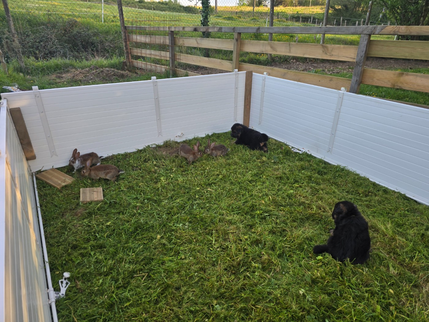 Les chiots dans leur parc