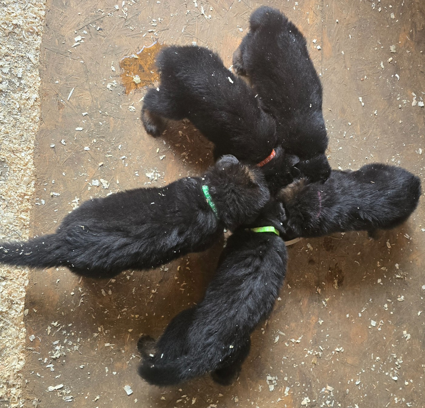 les bébés à 1 mois