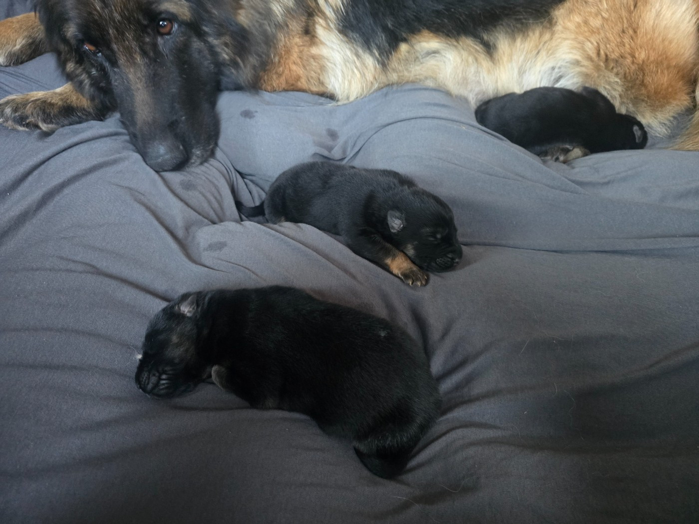 Chiot Berger Allemand Poil Long Des Bergers Des Balmes