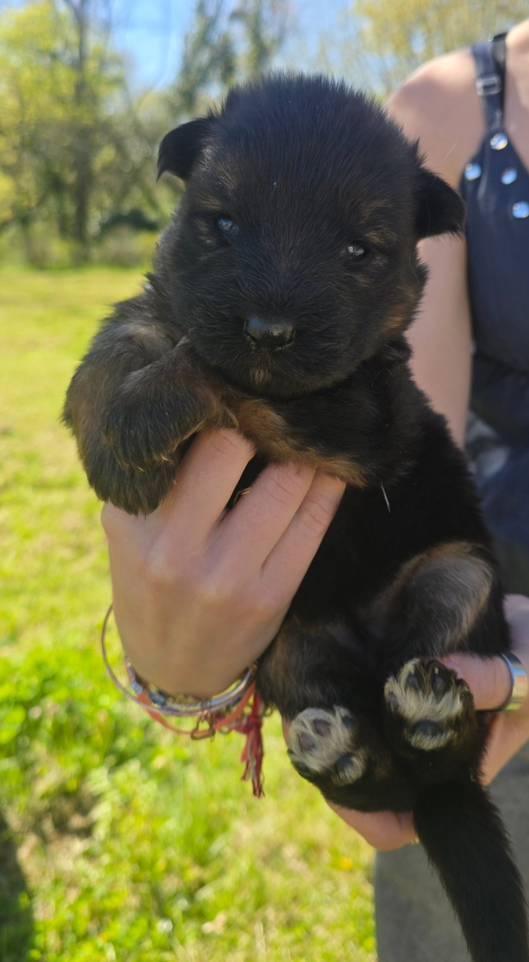 Des Bergers Des Balmes - Chiots disponibles - Berger Allemand Poil Long