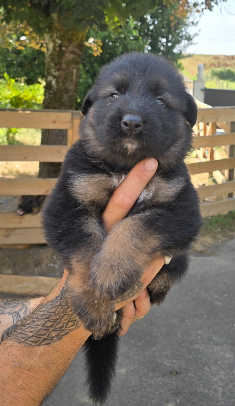 Des Bergers Des Balmes - Chiots disponibles - Berger Allemand Poil Long
