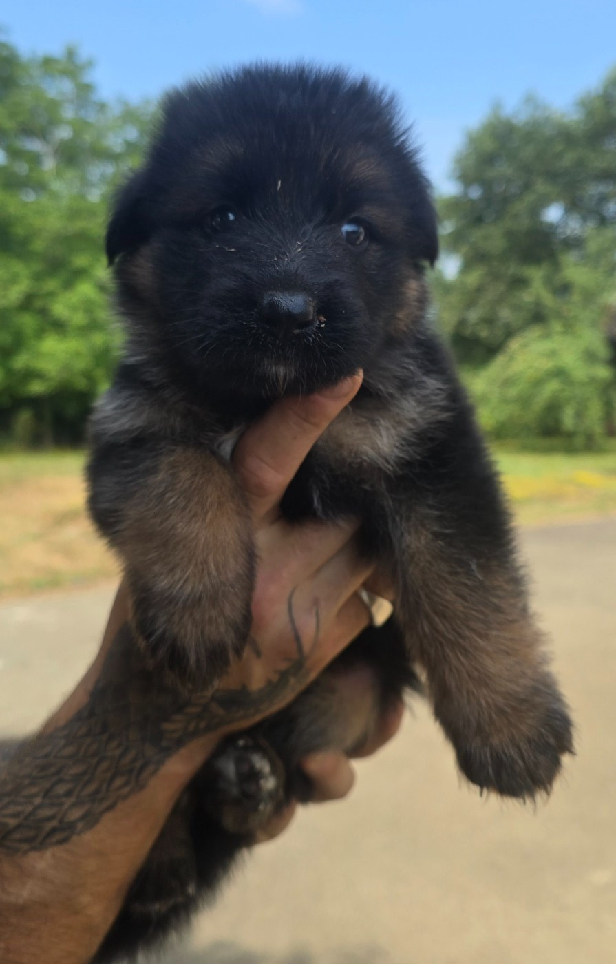 Des Bergers Des Balmes - Chiots disponibles - Berger Allemand Poil Long